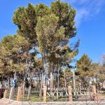 Pinto intensifica la prevención, vigilancia y control de la oruga procesionaria en parques y jardines