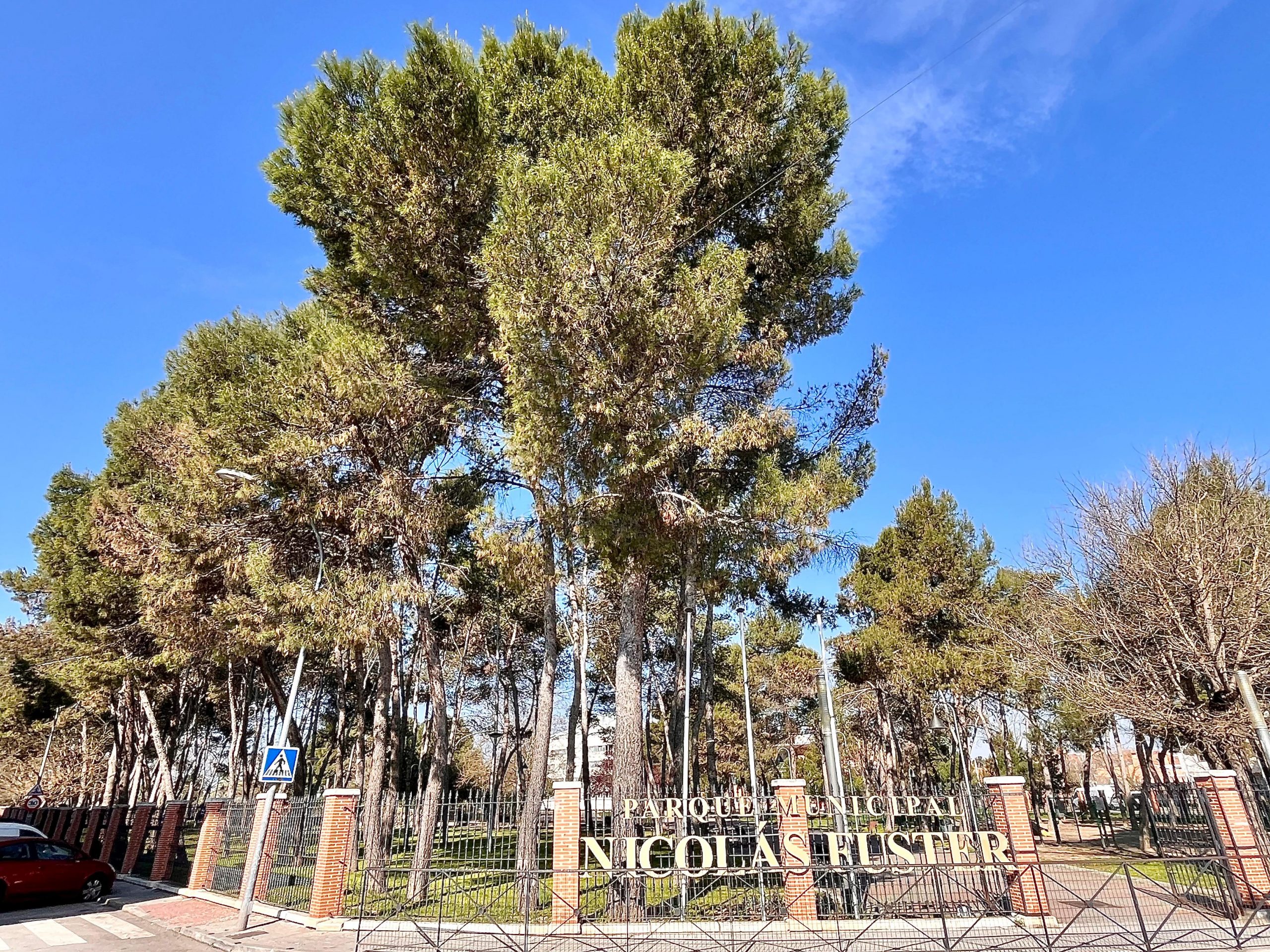 Pinto intensifica la prevención, vigilancia y control de la oruga procesionaria en parques y jardines