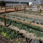 Nueva convocatoria para los huertos urbanos del Sector III en Getafe